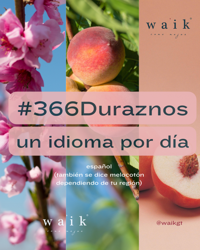 Banner de los 366 Duraznos mostrando el arbol de duraznos en flor, luego con la fruta, y luego comiendo duraznos