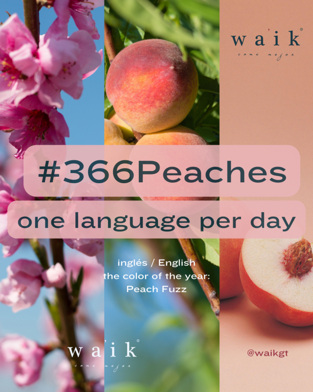 366 Peaches, peaches in bloom with the tree, with the peach in the tree, then eating the peach